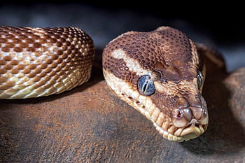 ruw geschaalde python, Python, slang, reptiel, Australië, constrictor, dierentuin, Morelia Carinata, Australische slang, zeldzame slang