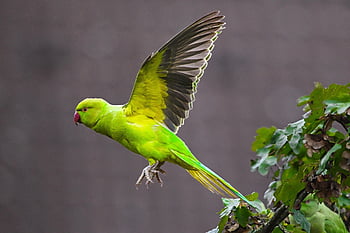 rose-ringed Parakeet, bird, parakeet, parrot, psittacula Krameri, green Bird, tropical, ornithology, bird Watching, tree, maple Tree