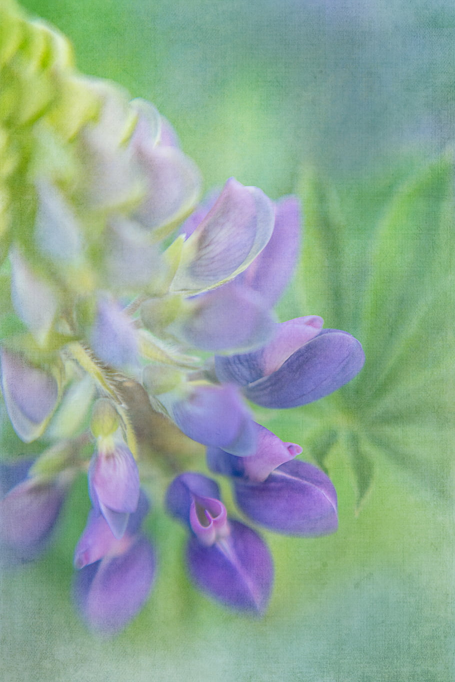 květ, malování, Pozadí, nachový, lupina, květinový, abstraktní, tapeta na zeď, umění, ilustrace, vinobraní