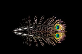 peacock, nature, feather, texture, bird, a Light Weight, peacock Feather, feathers, structure, kernel, bird Feathers