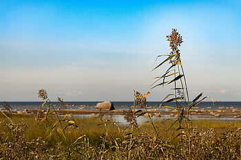 Příroda, Estonsko, tallinn, pobaltské, severní, podzim, moře, skály, krajina