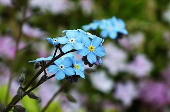 vergeet-mij-nietjes, bloem behang, bloemen, blauwe bloemen, mooie bloemen, kleine bloemen, tuin-, bloemblaadjes, blauwe bloemblaadjes, bloesem, bloeien
