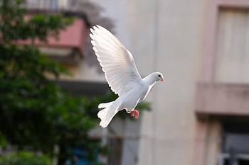 dove, nature, bird, flight, wing, white Bird, flying Pigeons, feathers, fur, avian, bird Watching