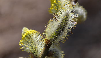 nature, plants, base, willow, twigs, closeup, macro Photography, stamens, spring