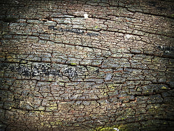 povrch dřeva, kůra stromu, Podrobná textura, přirozené vzory, stárnoucí dřevo, textura kůry, texturu kůry stromů, staré dřevo, přírodní textura dřeva, dřevo, stará stromová kůra