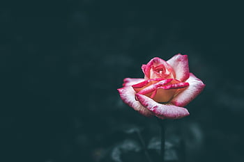 Blume, Blumentapete, Rose, schöne Blumen, nach dem Regen, Blühen, Blumen Hintergrund, blühende Rose, Gartenblume, düster, pinke Rose