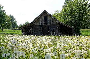 capannone grigio, campo bianco, terreno edificabile, dentelioni in fiore, fienile in legno rustico, Sunny Rural Day, alberi, giorno, paesaggio rurale, Paesaggio della campagna, sfondo della natura