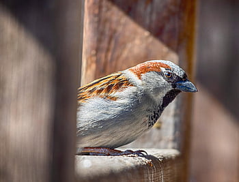 sparrow, bird, animal, feathers, plumage, wildlife, nature, birding, eye, sparrows, sparrow Photography