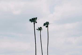 palm trees, Los Angeles, cloudy sky, growth, tranquility, tall palms, three palms, nature, outdoor, landscape, California