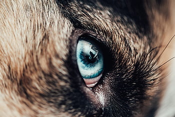 siberian Husky, dog, eye, nature, pet, animal, canine, close Up, husky Eyes, fur, breed