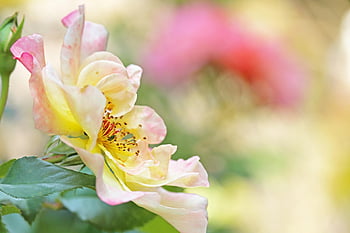 rose d'escalade, Rose, fleur, Floraison, jardin, pollen, une rose, étamines, stigmate, flore, floriculture