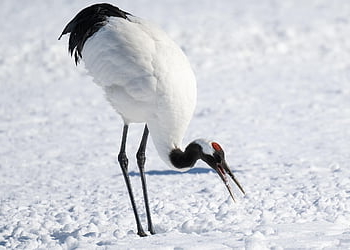赤鶴、 クレーン、 鳥、 鶴、 ジャポネンシス、 鳥類、 野生動物、 動物、 野生、 自然、 雪