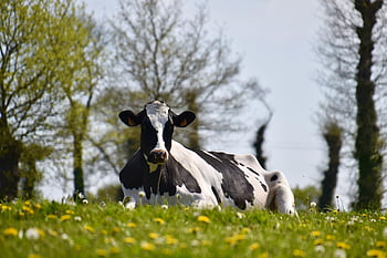 cow, dairy Cow, cattle, livestock, meadow, prairie