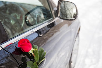 auto, květ, Valentýn, výročí, oslava, růže, emoce, myšlenky, koncepcí, Černá, Dovolená