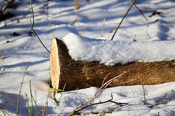 træstamme, dødt, dækket af sne, synes godt om, sne, bark, vinter, kold, natur
