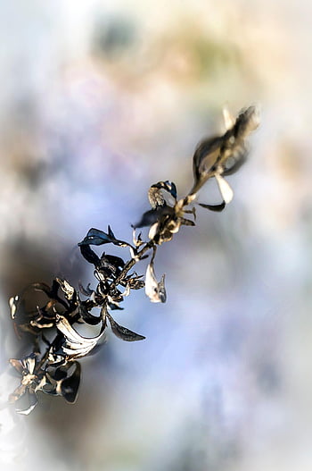 plevel, rostlina, louka, ratolest, listy, suchý, zvadlý, Příroda, bokeh, makro, detailní