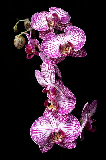 flower, orchid, phalaenopsis, beautiful Flowers, flora, blossom, flower Wallpaper, bloom, exotic, tropical, flower Background