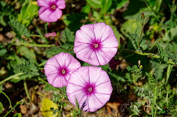 plant, wildflower, flower, marshmallow Bindweed, flower Background, beautiful Flowers, convolvulus Althaeoides, morning Glory, convolvulaceae, blossoms, purple