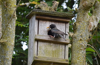 ψαρόνι, πουλί, birdhouse, κήπος, ζώο, κουτί με αστέρια, κουτί φωλεάς, απόγονος, εκκολαπτήριο ιχθύων, σίτιση, sturnus vulgaris