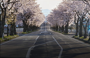 třešňové květy, silnice, Japonsko, sakura, cestovat, krajina, Příroda, jaro