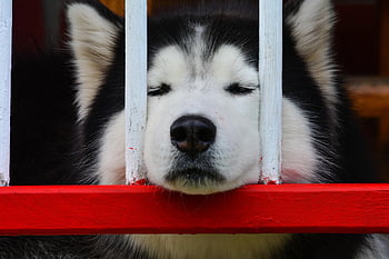 dog, take It Easy, calm Down, animals, mascot