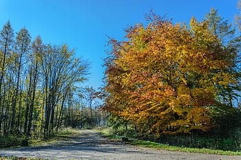 autumn, colorful, foliage, landscape images, maple, nature, peaceful images, road, scenery, trees, yellow