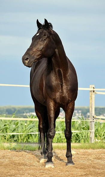 rap, horse, horses, black, nature, coupling