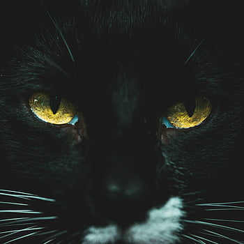 Kara kedi, yakın çekim fotoğraf, yoğun sarı gözler, Büyüleyici görüntü, kedi meraklıları, kara kedi gözleri, yakın çekim kedisi, sarı gözlü kedi, Kara Kedi Portresi, kedi fotoğrafçılığı, hayvan fotoğrafçılığı