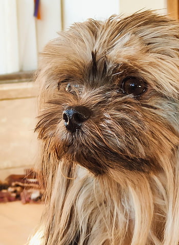 Tier, Hund, Säugetier, Pelz, Yorkshire-Terrier, Haustier, Begleiter, Freund, Eckzahn, Yorkie