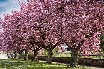 cherry Blossoms, cherry Tree, avenue, spring, spring Awakening, nature, flora, trees, landscape