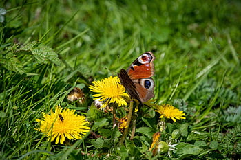 peacock Butterfly, aglais Io, flowers, beautiful Flowers, butterfly, colorful Butterfly, insect, dandelion, flower Wallpaper, yellow Flowers, flower Background