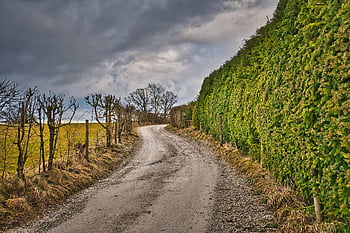 dirt Road, hedge, fall, path, bushes, rural, countryside, cloudy, bare Trees