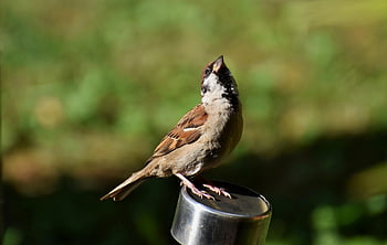 Spatz, Vogel, Singvogel, Tierwelt, Vogelkunde, Natur, Spezies, Tier, Fauna