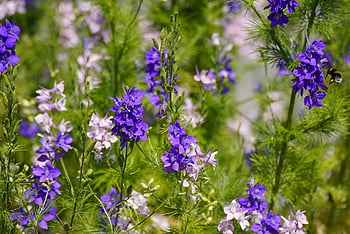 delphinium, larkspur, flowers, plant, blue Flowers, petals, bloom, summer, nature