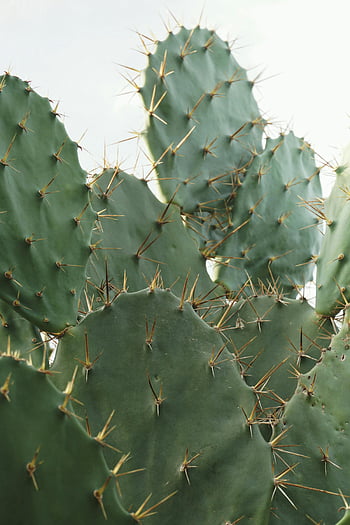 cactus, green, round leaves, sharp needles, close-up, spiky, texture, growth, cactus texture, cactus close-up, spiky cactus