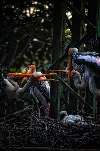 pták, Příroda, zobák, peří, zvíře, volně žijících živočichů, ptačí, ornitologie, fotografování, Canoneosr, Intags