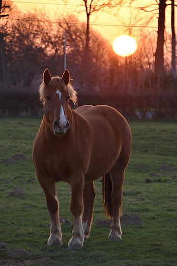 horse, equine, equestrian, horse Riding, sunset, pasture, meadow, mane, animal, nature
