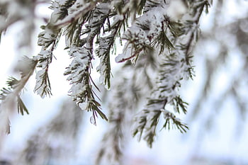 Snow-Covered Tree Branch, zimní krásy, Vždyzelené větve, Fotografie selektivního zaměření, Podrobný pohled, Snowled Evergreen, zimní scény, zasněžené větve, detailní fotografie, fotografování přírody, zimní krajina