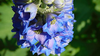 larkspurs, flowers, delphiniums, petals, blue Petals, bloom, nature, blossom, flora, garden, close Up