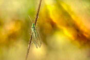 クサカゲロウ、 バグ、 昆虫、 自然、 野生動物、 クリソペッラ・カルネア、 昆虫学、 マクロ、 虫、 探検する、 小さい
