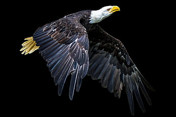 animal, bird, eagle, wildlife, wing, nature, bald Eagle, flying, freedom, isolated, beak