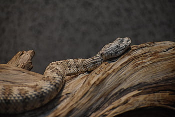 rattlesnake, snake, animal, reptile, wildlife, speckled Rattlesnake, carnivore, nature, closeup, free Animal Photos, free Animal Pictures