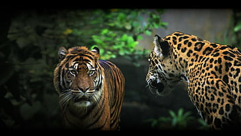 harimau sumatera, jaguar, binatang, panthera tigris, panthera onca, harimau, margasatwa, kucing besar, licik, predator, mamalia
