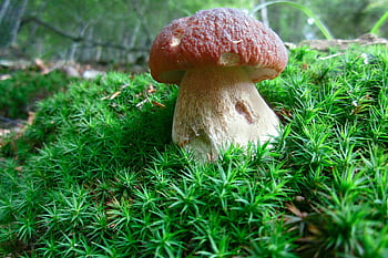 mushroom, carpophore, mycelium, fruit, autumn, forest, porcino, mushrooms, food, edible, brown
