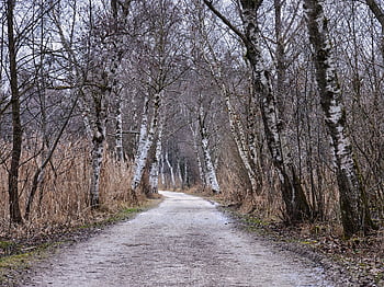 alberi, sentiero, boschi, foresta, pista, percorso naturalistico, sentiero didattico, sentiero nel bosco, alberi spogli, natura, paesaggio
