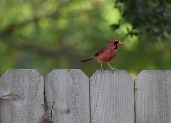 bird, cardinal, ornithology, species, fauna, avian, animal, beak, wildlife, nature, red