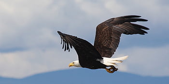 orel, originální dílo, raptor, stoupat, Příroda, létající, majestátní, nebe, Modrá práce