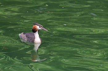 great Crested Grebe, water Bird, plumage, water, lake, nature