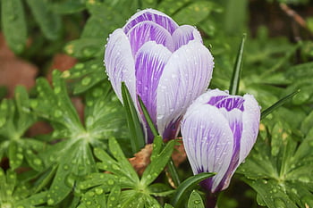 crocus, crocus Flowers, spring, purple, flower, early Bloomer, park, signs Of Spring, flower Background, blossoms, crocuses