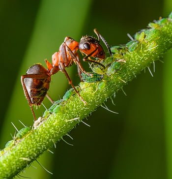 ant, aphids, grass stalk, mutualism, nature, close-up, green plant, stem, tending aphids, red ant, milking aphids